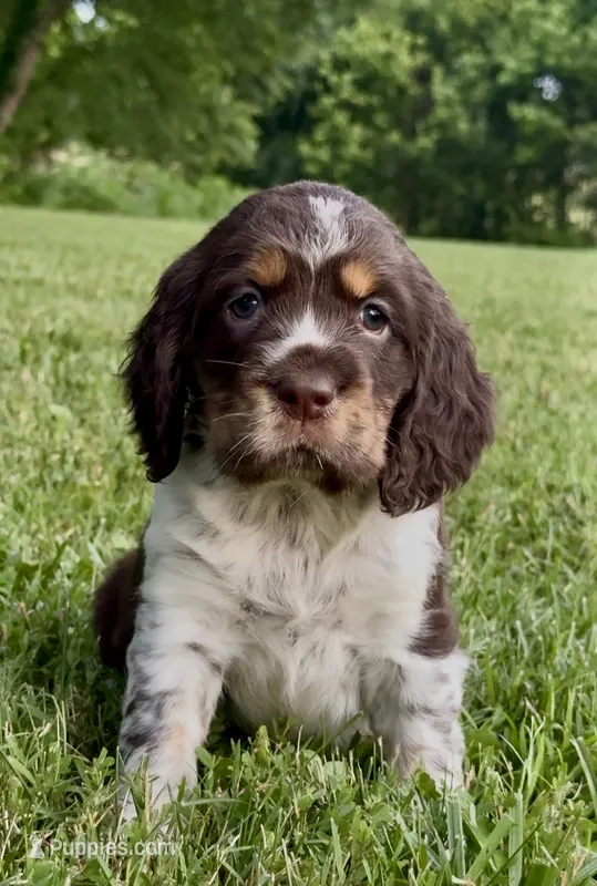 Patriot – English Springer Spaniel puppy for sale in Hopkinsville, KY