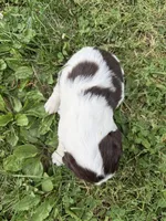 Independence , a male English Springer Spaniel for sale in Hopkinsville, KY – 6 of 7