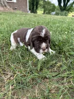 Flag, a male English Springer Spaniel for sale in Hopkinsville, KY – 1 of 4