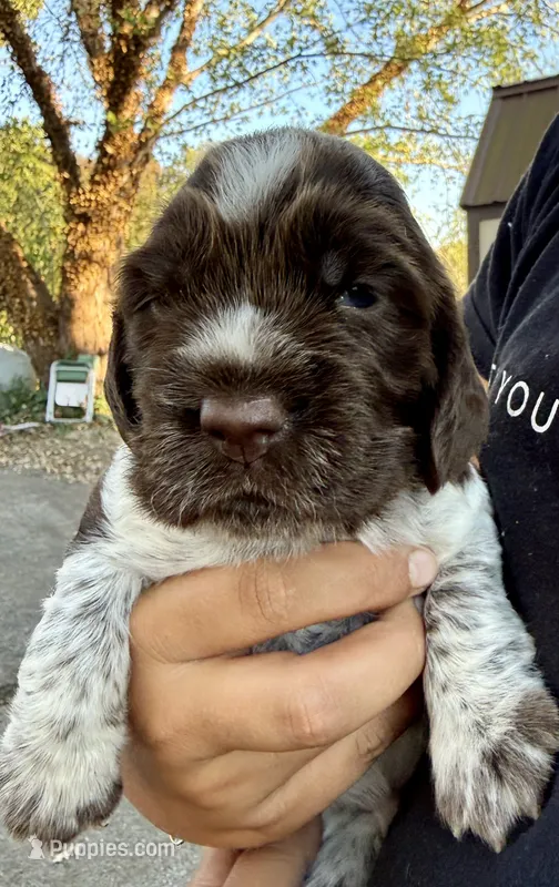 Blessing – English Springer Spaniel puppy for sale in Hopkinsville, KY