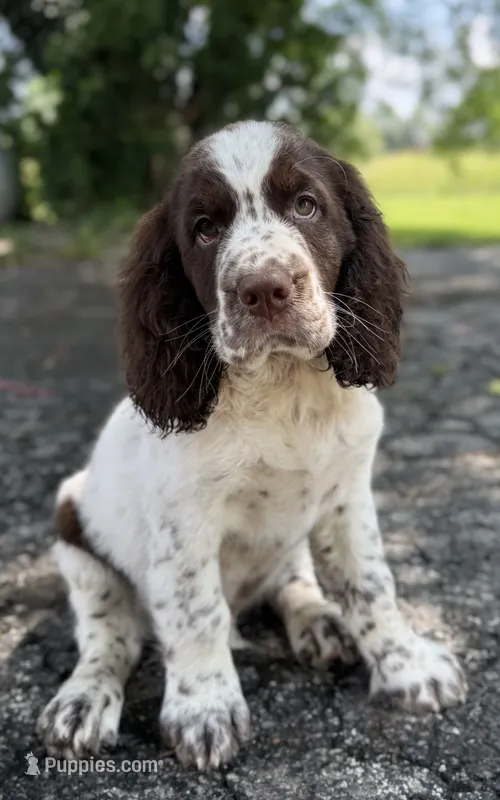 Independence  – English Springer Spaniel puppy for sale in Hopkinsville, KY