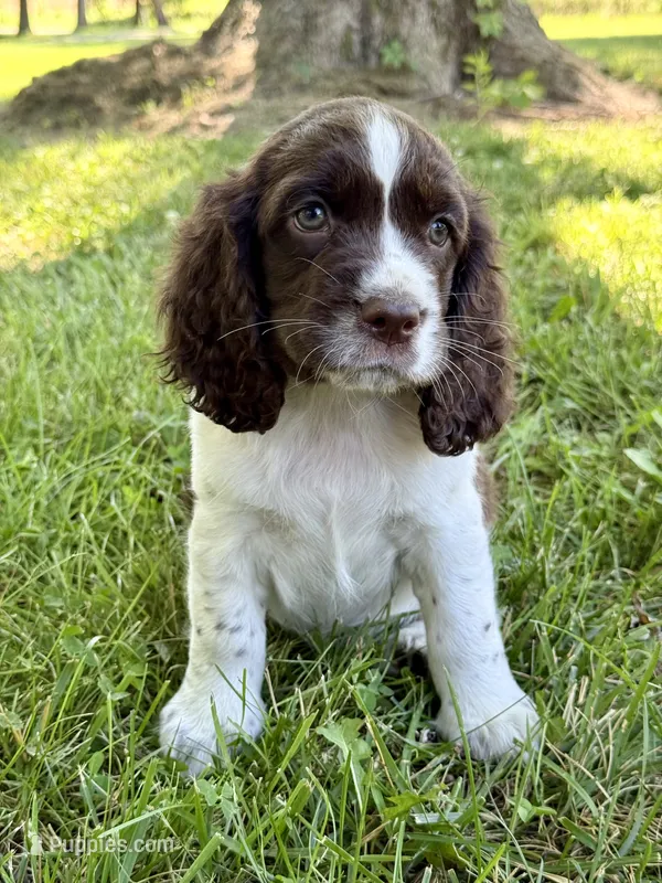 Bell – English Springer Spaniel puppy for sale in Hopkinsville, KY