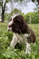Freedom , a male English Springer Spaniel for sale in Hopkinsville, KY – 2 of 4
