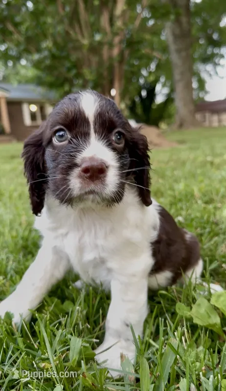 Bell – English Springer Spaniel puppy for sale in Hopkinsville, KY
