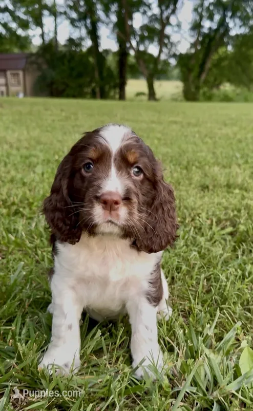 Freedom  – English Springer Spaniel puppy for sale in Hopkinsville, KY