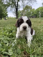 Independence , a male English Springer Spaniel for sale in Hopkinsville, KY – 2 of 7