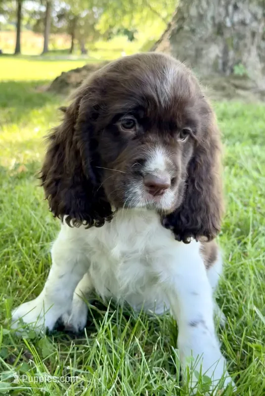 Flag – English Springer Spaniel puppy for sale in Hopkinsville, KY