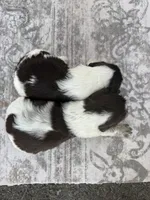 Blessing, a female English Springer Spaniel for sale in Hopkinsville, KY – 6 of 7