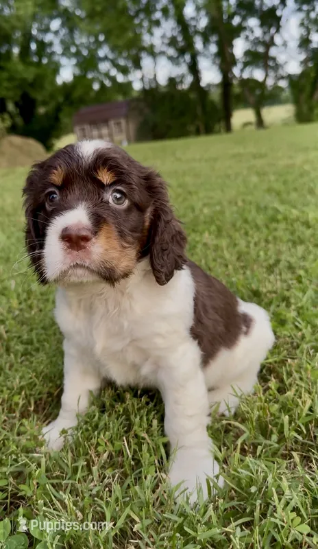 Liberty – English Springer Spaniel puppy for sale in Hopkinsville, KY