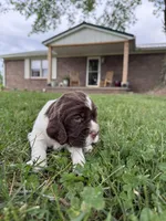 Bell, a female English Springer Spaniel for sale in Hopkinsville, KY – 3 of 3