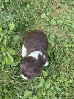 Freedom , a male English Springer Spaniel for sale in Hopkinsville, KY – 3 of 4