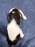 Gratitude, a female English Springer Spaniel for sale in Hopkinsville, KY – 4 of 4