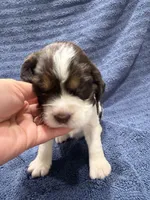 Gratitude, a female English Springer Spaniel for sale in Hopkinsville, KY – 2 of 4