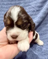 Gratitude, a female English Springer Spaniel for sale in Hopkinsville, KY – 3 of 4
