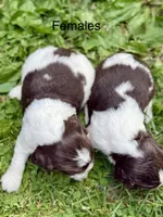 Liberty, a female English Springer Spaniel for sale in Hopkinsville, KY – 3 of 4