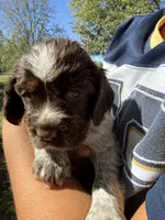 Blessing, a female English Springer Spaniel for sale in Hopkinsville, KY – 7 of 7