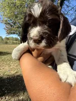 Blessing, a female English Springer Spaniel for sale in Hopkinsville, KY – 2 of 7