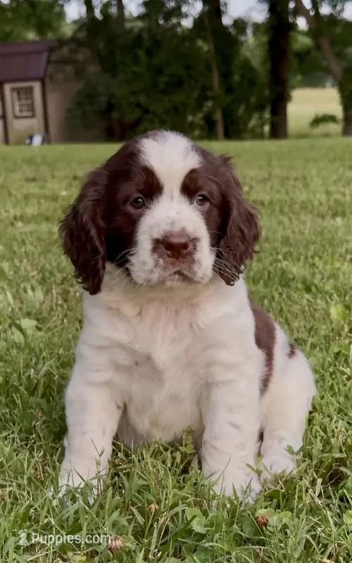 Independence  – English Springer Spaniel puppy for sale in Hopkinsville, KY