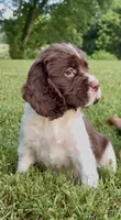 Flag, a male English Springer Spaniel for sale in Hopkinsville, KY – 3 of 8