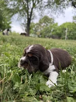 Patriot, a male English Springer Spaniel for sale in Hopkinsville, KY – 3 of 5