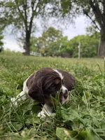 Patriot, a male English Springer Spaniel for sale in Hopkinsville, KY – 5 of 5