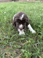 Flag, a male English Springer Spaniel for sale in Hopkinsville, KY – 2 of 4