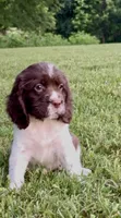Flag, a male English Springer Spaniel for sale in Hopkinsville, KY – 2 of 8