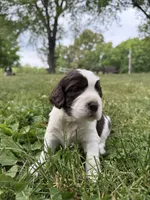 Independence , a male English Springer Spaniel for sale in Hopkinsville, KY – 4 of 7