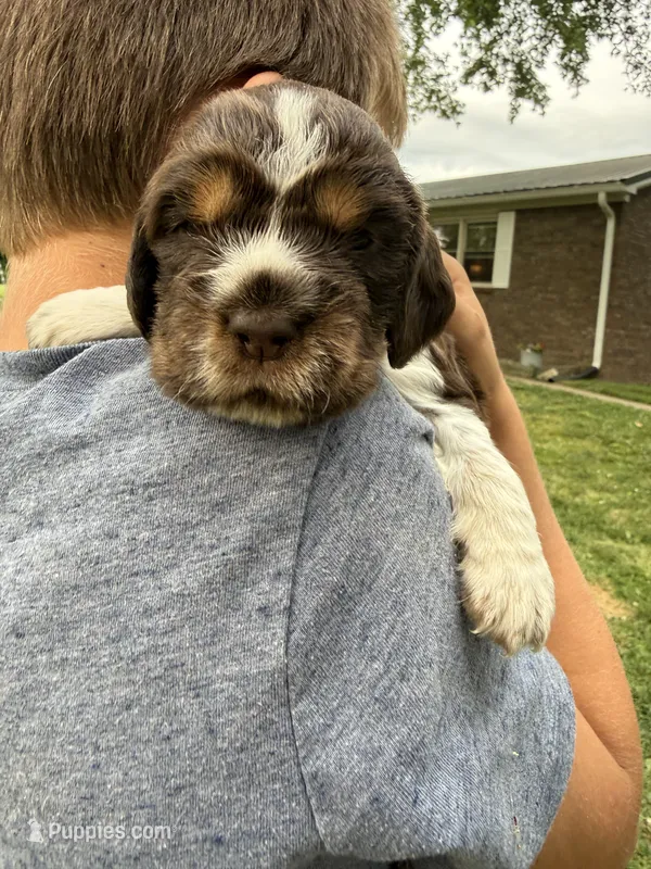 Patriot – English Springer Spaniel puppy for sale in Hopkinsville, KY