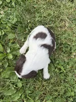 Independence , a male English Springer Spaniel for sale in Hopkinsville, KY – 3 of 7