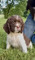 Flag, a male English Springer Spaniel for sale in Hopkinsville, KY – 4 of 8
