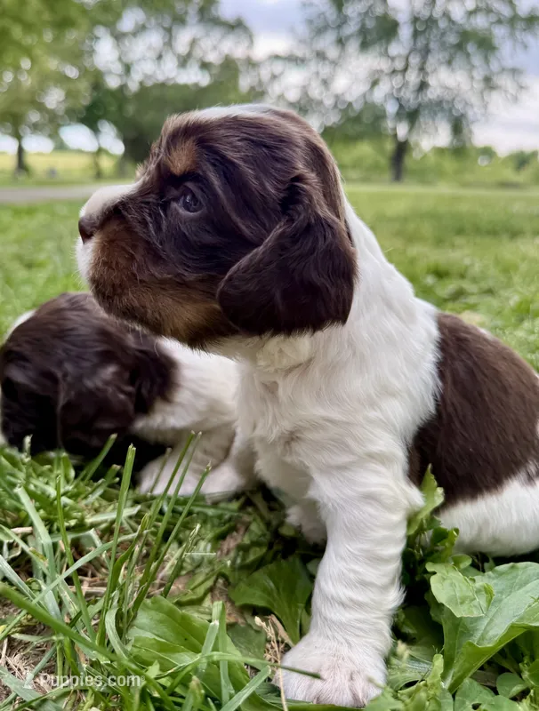 Liberty – English Springer Spaniel puppy for sale in Hopkinsville, KY