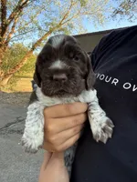 Blessing, a female English Springer Spaniel for sale in Hopkinsville, KY – 5 of 7