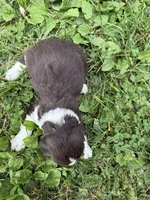 Patriot, a male English Springer Spaniel for sale in Hopkinsville, KY – 4 of 5