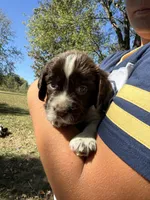 Blessing, a female English Springer Spaniel for sale in Hopkinsville, KY – 4 of 7