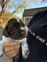 Blessing, a female English Springer Spaniel for sale in Hopkinsville, KY – 3 of 7