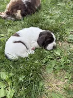 Independence , a male English Springer Spaniel for sale in Hopkinsville, KY – 7 of 7