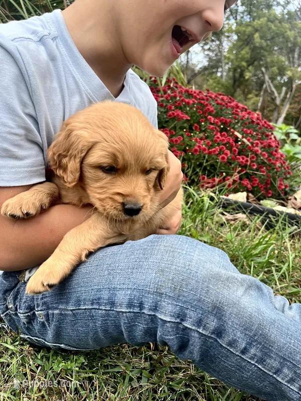 Izzy – Golden Retriever puppy for sale in Seymour, MO