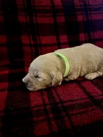 Indy, a male Golden Retriever for sale in Seymour, MO – 2 of 7