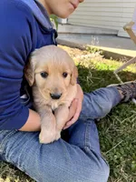 Jazz, a male Golden Retriever for sale in Seymour, MO – 2 of 8