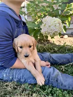 Josi, a female Golden Retriever for sale in Seymour, MO – 3 of 7