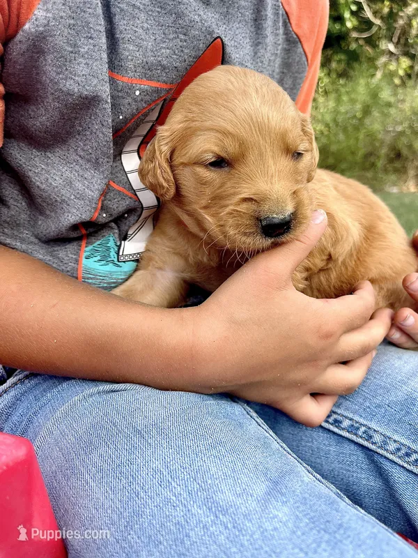 Iris  – Golden Retriever puppy for sale in Seymour, MO