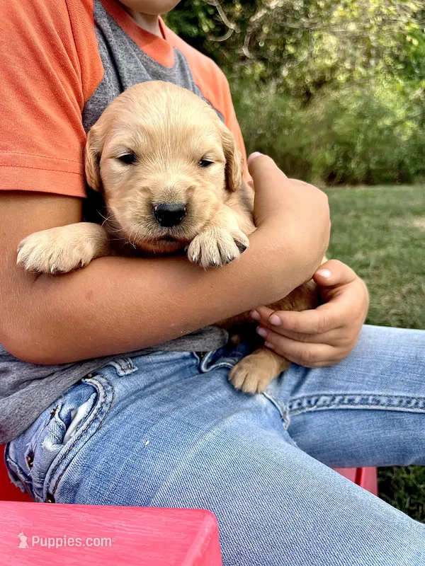 Ike – Golden Retriever puppy for sale in Seymour, MO