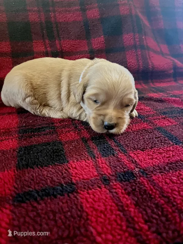 Ivy – Golden Retriever puppy for sale in Seymour, MO