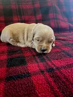 Ivy, a female Golden Retriever for sale in Seymour, MO – 1 of 8