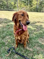Josi, a female Golden Retriever for sale in Seymour, MO – 6 of 7
