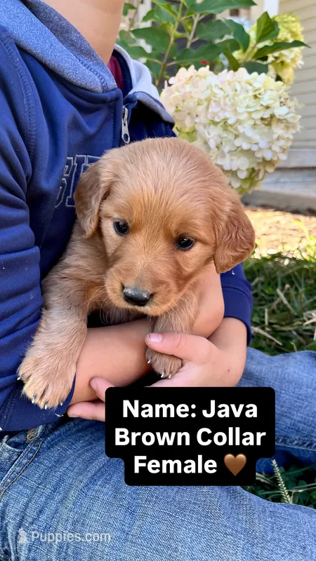 Java – Golden Retriever puppy for sale in Seymour, MO