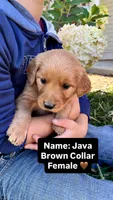 Java, a female Golden Retriever for sale in Seymour, MO – 1 of 8