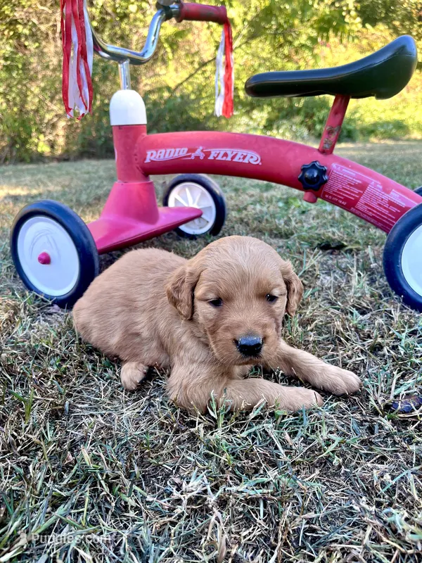 Izzy – Golden Retriever puppy for sale in Seymour, MO