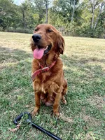 Java, a female Golden Retriever for sale in Seymour, MO – 7 of 8